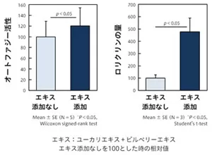 角化細胞にユーカリエキスとビルベリーエキスを添加すると、オートファジー活性化や角化関連タンパク質の増加を確認