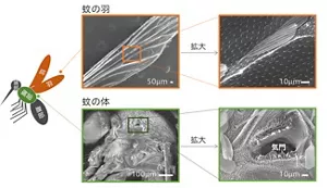 蚊の体と羽の拡大図。疎水的な成分と細かい凹凸のある構造で覆われている。