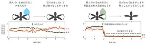 羽をぬらした際の蚊の飛行状態の比較の図。水の場合は、羽で水をはじいて飛び続ける。界面活性剤水溶液の場合は、羽がぬれて飛べなくなる。