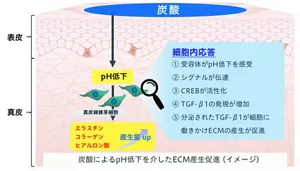 炭酸によるpHを介したECM(細胞外マトリクス)産生促進イメージの図