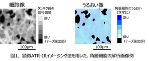 顕微ATR-IRイメージング法を用いた、角層細胞の解析画像例
