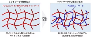 素材に形成したネットワーク構造のイメージ図。ポリクオタニウム-52(PQ-52)とアルギン酸Naからなるハイドロゲルに、ポリエチレングリコール(PEG)を加えることで、ハイドロゲル中に2種類のネットワークを形成できることを見いだしました