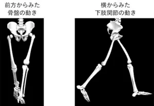 骨盤の加速度データから歩行時の骨盤や下肢関節を連続的に再現する技術を開発