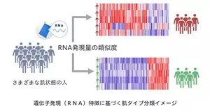 図。遺伝子発現特徴に基づく肌タイプ分類イメージ