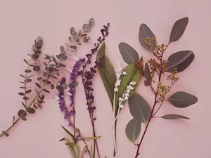 メルトシリーズ香りイメージ