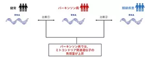 パーキンソン病患者と類縁疾患患者を比較した試験のイメージ図。解析から、ミトコンドリアに関連したRNA変化がパーキンソン病に特異的であることがわかりました。