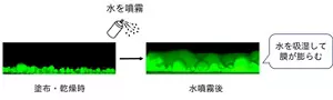 新処方のUV防御塗膜に水を噴霧すると、水を吸湿して膜が膨らむ様子
