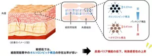疾患のない敏感肌と健康な肌の細胞間脂質のパッキング構造の違い(イメージ図) 敏感肌では、細胞間脂質中のオルソロンビック構造の存在比率が低い