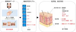 従来のKirei肌AIは顔画像を切り出した肌パッチ画像を用いていたが、機能拡充したKirei肌AIは肌パッチ画像に加えて、部位別画像も活用し、計25の独自機械学習モデルにより、肌内部の情報も含む77項目もの評価、推定可能に。