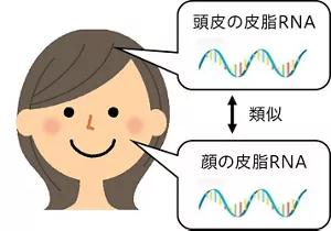 顔と頭皮で皮脂RNAの発現パターンが類似することを示したイラスト