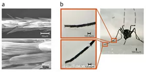 蚊の脚を覆ううろこを示す前脚の電子顕微鏡画像。