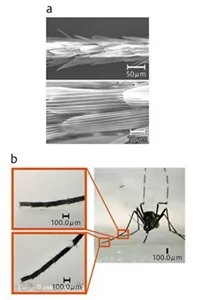 蚊の脚を覆ううろこを示す前脚の電子顕微鏡画像。
