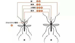 蚊の触覚器と、それらが受容する感覚の図解。足は味覚と触覚。触角で匂いと温度。小顎肢で二酸化炭素、温度、触覚。唇弁で味覚、匂い、温度。ジョンストン器官で音を受容する。