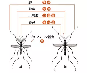 蚊の触覚器と、それらが受容する感覚の図解。足は味覚と触覚。触角で匂いと温度。小顎肢で二酸化炭素、温度、触覚。唇弁で味覚、匂い、温度。ジョンストン器官で音を受容する。