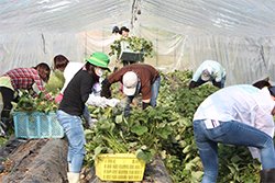 菊の収獲後の残り株をとり除く作業に精を出す社員。