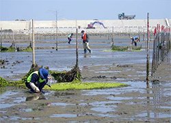 干潟での調査の様子
