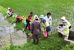 田んぼでの調査の様子