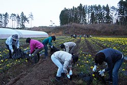 菊畑で作業をする社員の様子