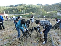 菊畑でマルチ剥がし作業をする社員