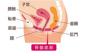 骨盤底筋の位置を示す説明図/膀胱・子宮・直腸をハンモックのような形状で支えています。