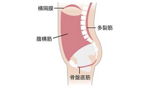 インナーユニットを構成する4つの筋肉の図:横隔膜、多裂筋、腹横筋、骨盤底筋