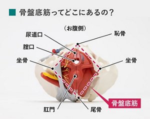 骨盤底筋ってどこにあるの?