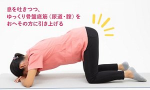 息を吐きつつ、ゆっくり骨盤底筋(尿道・腟)をおへその方に引き上げる