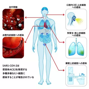 コロナウイルス局所細胞の感染から全身性の症状発症についての図。 SARS-COV-2は受容体ACE2を発言する多種多様なヒト細胞に感染することが報告されている。血中移動、血管内皮細胞への感染、口腔内(舌)上皮細胞への感染、気管支・肺上皮細胞への感染、腸管上皮細胞への感染を図示。