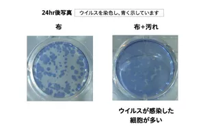 布の感染性評価の結果を示す写真。 細胞の中のウイルスを青く染色。汚れが付いた布で行った結果の方が、汚れがない布で行った結果よりも、ウイルスが感染した細胞を示す青色の面積が広い。