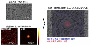 Cryo-SEMで観察した溶液構造にCryo-TOF-SIMSで分析した界面活性剤と油剤の空間分布を重ね合わせた画像