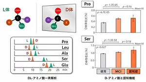 D-アミノ酸と認知機能の関係です。 健常・MCI・認知症におけるD-ProおよびD-Ser存在比が示されています。MCI・認知症の方ではD-ProおよびD-Ser存在比が高値にあります。