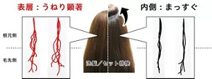 頭髪の表層とめくりあげた内側から採取した毛髪を、洗髪しセットを取り除いた状態で一本一本の形状を観察した。表層では根本から毛先側の全域にわたってうねりが顕著である一方、内側ではまっすぐな形状である。