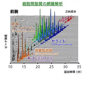 細胞間脂質の網羅解析の例。セラミド、コレステロール、硫酸コレステロール、遊離脂肪酸など236成分の細胞間脂質を検出