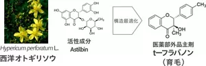 西洋オトギリソウに含まれる活性成分Astilbinの構造最適化により、育毛効果を増強したt-フラバノン(医薬部外品主剤)を開発。