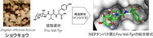 ショウキョウに含まれるシワ改善活性成分であるFru-Val-Tyrと作用標的タンパク質の構造解析(インシリコ)を行った結果。結合様式の解析から新たな機能性分子を創出。