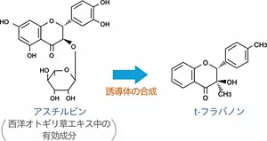 西洋オトギリ草エキス中の有効成分であるアスチルビンから誘導体であるt-フラバノンを合成。