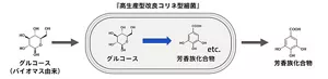 左端のバイオマス由来のグルコースから右端のような芳香族化合物を製造する過程で、微生物である『高生産型改良コリネ型細菌』を用いてグルコースを変換します。