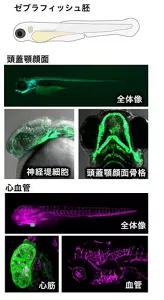 ゼブラフィッシュの内部構造がクリアに捉えられた写真の例を示しています。 イメージング技術の活用により形態変化が緑色や赤色でハッキリ見えるようになっています。頭蓋顎顔面と心血管での例が示されています。