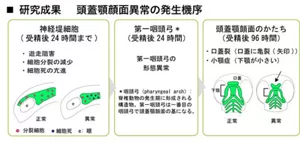 ゼブラフィッシュでの頭蓋顎顔面異常の発生機序を説明した図です。 受精後24時間までの段階では神経細胞の異常が、24時間後では第一咽頭、96時間後では口蓋裂などの頭蓋顎顔面のかたちでの異常が認められます。