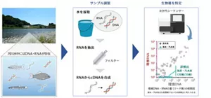 図では、河川からRNAサンプルを採取して、次世代シーケンサーを用いて生物種を特定する試験方法について描かれている。 検出されたDNAとRNA量との相関図で、DNAでの測定では河川にいない海水・汽水魚も誤検出してしまうのに対して、RNAでは淡水魚のみを精度高く検出できていることが示されている。