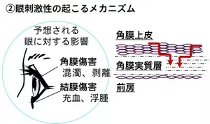 眼刺激性が起こるメカニズムを説明した図です。 誤って製品の内容物が目に入ると、角膜上皮から内部へと浸透が進み、角膜障害や結膜障害の起きることが予想されます。