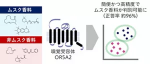 ムスク香料を網羅的に認識する嗅覚受容体の発見によって、ある物質がムスクの香りを持つかどうかを予測することができようになった。