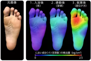 足の悪臭成分であるイソ吉草酸をセントアイで解析すると、前日夜の入浴後と翌日朝の通勤後で変化がなかったのに対して、1日就業後では顕著に親指の付け根の部分が増加していることが可視化できた。