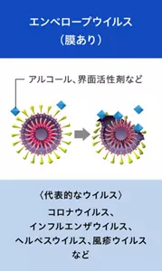 エンベロープウイルスの模式的な図。 エンベロープウイルスは外側に膜がある。アルコールや界面活性剤の作用により、膜が破壊されている。 代表的なウイルスとして、コロナウイルス、インフルエンザウイルス、ヘルペスウイルス、風疹ウイルスなど、と記載。