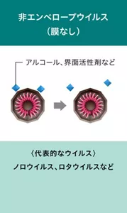 非エンベロープウイルスの模式的な図。 非エンベロープウイルスは膜を持たない。アルコールや界面活性剤の作用による変化はない。 代表的なウイルスとして、ノロウイルス、ロタウイルスなど、と記載。