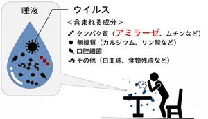 唾液に含まれる成分、タンパク質(アミラーゼ、ムチンなど)、無機質(カルシウム、リン酸など)、口腔細菌、その他(白血球、食物残渣など)、感染者の唾液にはウイルスが存在
