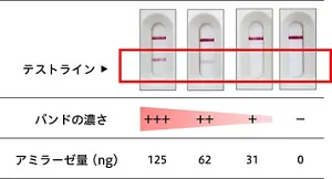 イムノクロマト法によるアミラーゼ量の検出結果、基準に対するテストラインバンドの濃さで判定、アミラーゼ量 125ng(ナノグラム)ー濃さ3プラス、62ngー濃さ2プラス、31ngー濃さ1プラス、0ngー濃さマイナス