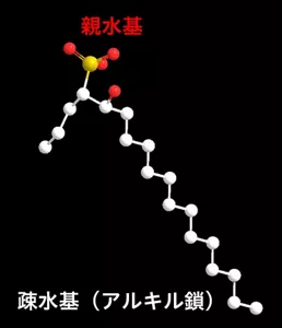 バイオIOS:C18IOSの代表構造の分子モデル、隣接した2つの親水基と分岐アルキル鎖の疎水基からなる