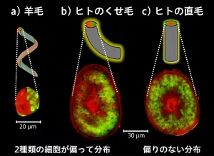 2種類の異なる細胞の分布と、毛髪の形との関係を示す3つの図。左の図は羊毛の断面を示し、2種類の細胞が著しく偏って分布していることを示す。真ん中の図は、ヒトのくせ毛の断面を示し、2種類の細胞が少し偏って分布していることを示す。右の図は、ヒトの直毛の断面を示し、2種類の細胞が同心円状に偏りなく分布していることを示す。