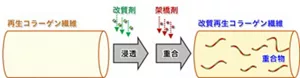 再生コラーゲン繊維に改質剤を浸透させ、続いて架橋剤を浸透させて、コラーゲン繊維内部に重合物を生じさせている。